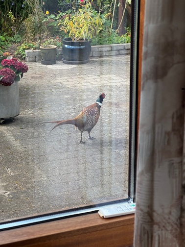 Fasanen er den største, vildtlevende hønsefugl i Danmark og findes i flere varianter, hvoraf ringfasanen er den hyppigst forekommende. Fasanen blev importeret til Danmark fra Asien i 1562 af konger og herremænd som et nyt jagtbytte. WikipediaVægt: 1,2 kg (Han, Voksen), 900 g (Hun, Voksen)Kuldstørrelse: 8 – 15Bevaringsstatus: Ikke truet (Mindskende) Encyclopedia of LifeLængde: 60 – 89 cm (Han, Voksen), 50 – 63 cm (Hun, Voksen)Slægt: PhasianusArt: P. colchicus