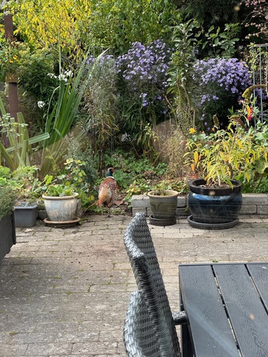 Fasanen er den største, vildtlevende hønsefugl i Danmark og findes i flere varianter, hvoraf ringfasanen er den hyppigst forekommende. Fasanen blev importeret til Danmark fra Asien i 1562 af konger og herremænd som et nyt jagtbytte. WikipediaVægt: 1,2 kg (Han, Voksen), 900 g (Hun, Voksen)Kuldstørrelse: 8 – 15Bevaringsstatus: Ikke truet (Mindskende) Encyclopedia of LifeLængde: 60 – 89 cm (Han, Voksen), 50 – 63 cm (Hun, Voksen)Slægt: PhasianusArt: P. colchicus