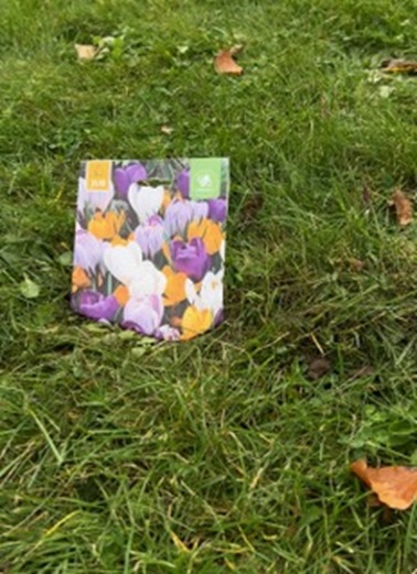 Pose med blomsterløg, græsplæne